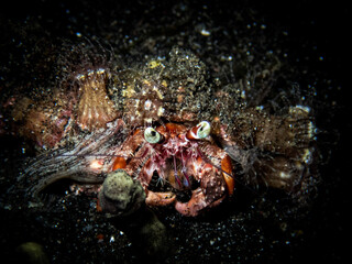 close up of a crab