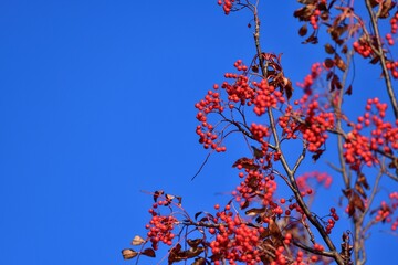 青空バックに見上げる赤く熟したナナカマドの実＠支笏湖、北海道