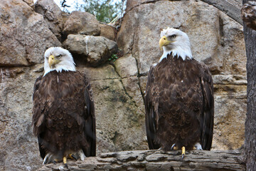 Pair of eagles