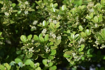 Fototapeta na wymiar Japanese holly flowers. Aquifoliaceae evergreen shrub.