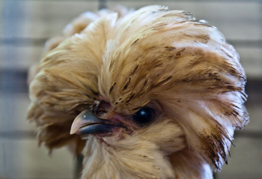 Chicken with a bad hair day