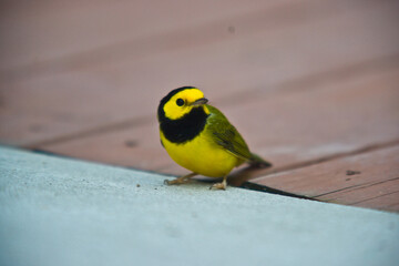 Yellow and Black bird