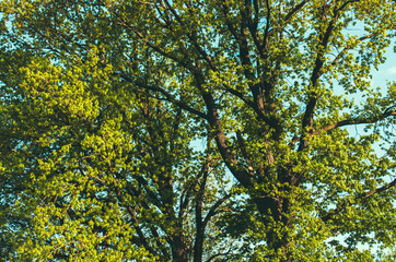 oak