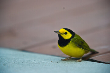 Yellow and Black bird