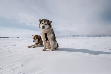 Funny Sled dogs Alaskan Malamute resting in winter landscape on the snow-covered ice of Lake Baikal
