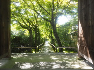 木漏れ日のきれいなお寺の参道