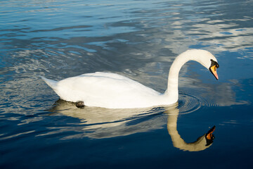 Swooping Swan reflection