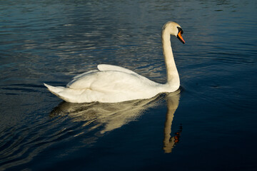 Obraz premium Lone's one streaming across the lake