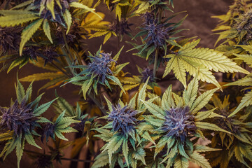 Fototapeta na wymiar Marijuana bushes growing in growbox