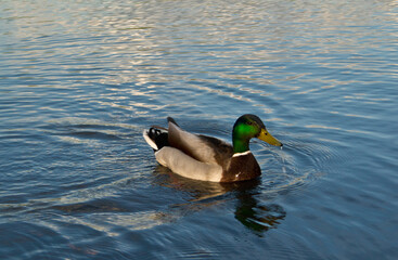 Male Mallard duck at ease in the pond