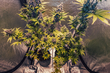 Marijuana bushes growing in growbox