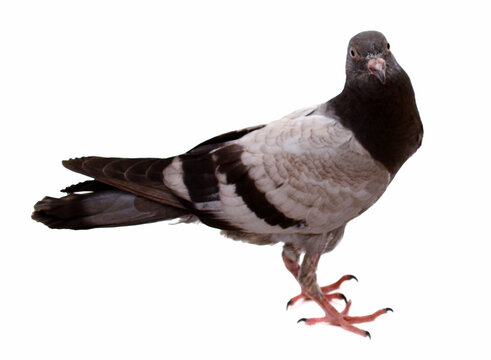 Rock Pigeon Or Dove