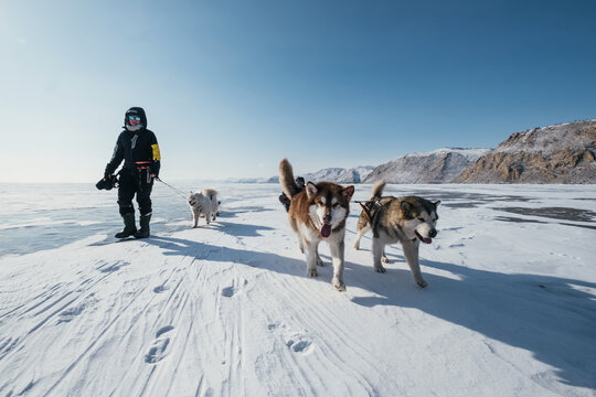 Walking woman and sled dogs pulling sleigh during  winter hike along frozen Lake Baikal