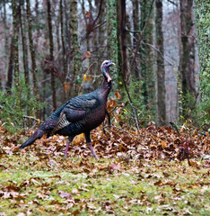 Turkey slinking through the woods