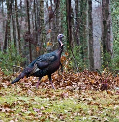 Fotobehang Turkey slinking through the woods © Doug