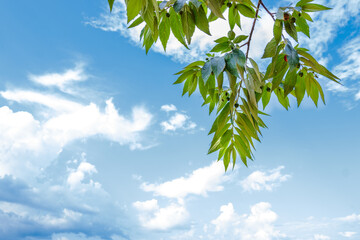 Bright green leaves in the blue sky, Natural background