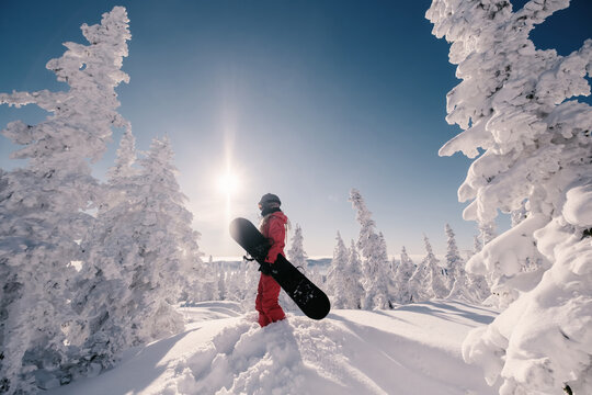 Woman with snowboard on  sunny snowy slope with beautiful spruce forest covered with snow view. Sports outdoor lifestyle