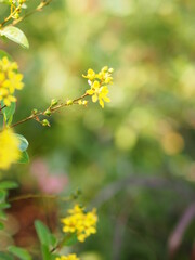 Paraguayan Silver Trumpet Tree, Silver Trumpet Tree, Tree of Gold, Tabebuia argentea Britton, Bignoniaceae yellow flower blooming tree in garden on nature background