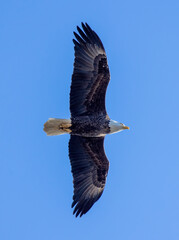 Bald Eagle in flight