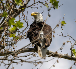 american bald eagle