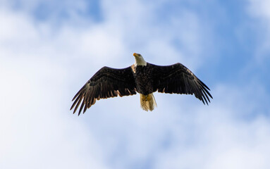 american bald eagle