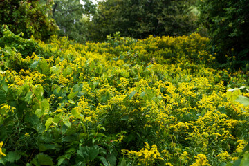 A field full of yellow flowered plants in Nawautin Nature Sanctuary near Grafton, Ontario.