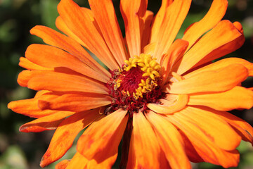 Cactus zinnia flower with vibrant orange petals bursting outward