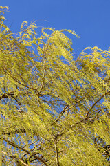 View of Bluffers Park in Toronto, Canada