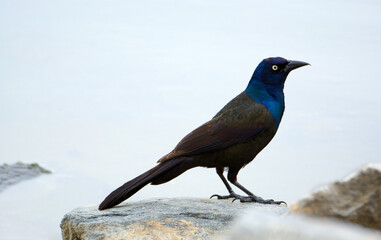 Male Common grackle bird or Quiscalus quiscula standing on rock by lake shore on overcast day