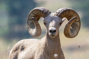 bighorn sheep ram looking 