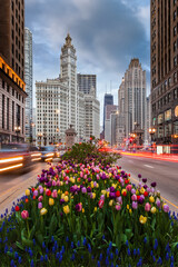 Tulips on Michigan Avenue in downtown Chicago - obrazy, fototapety, plakaty