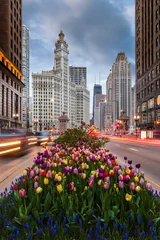 Rolgordijnen Tulips on Michigan Avenue in downtown Chicago © Andrew S.