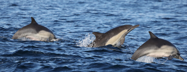 Obraz premium dolphin in the water