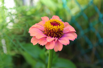 Close-up of light pink common zinnia in garden