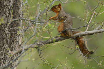 Fototapeta premium Hungry pregnant fox squirrel with teats sitting on tree branch among new springtime leaves