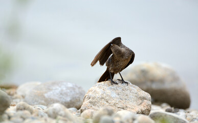Female brown headed cowbird or Molothrus ater preening wet feathers after a bath in lake