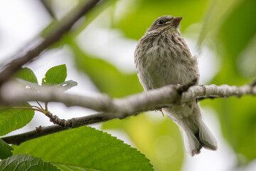 Young North America sparrow on branch