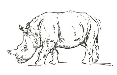 Hand drawn sketch of a rhinoceros