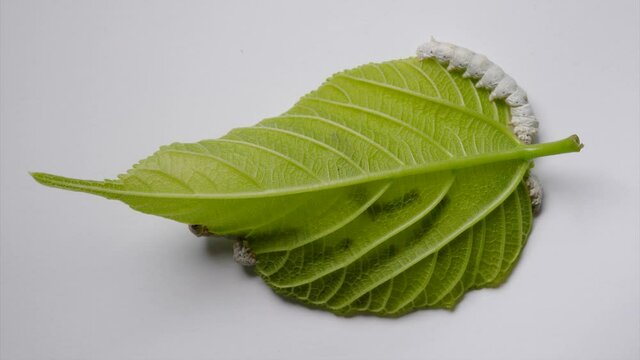 4k time lapse footage of adult silkworms eat fresh mulberry leaf on white background.
