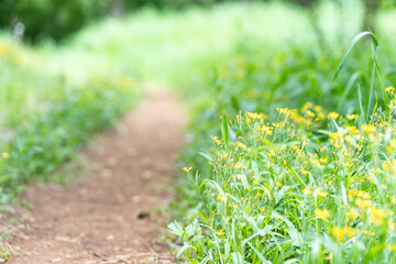 新緑と黄色い花の小道