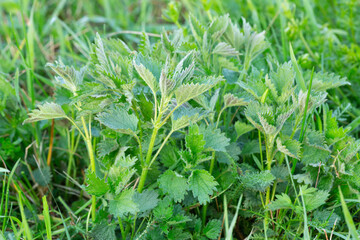 Fototapeta na wymiar Nettle plants growing among grass, these plants are edible