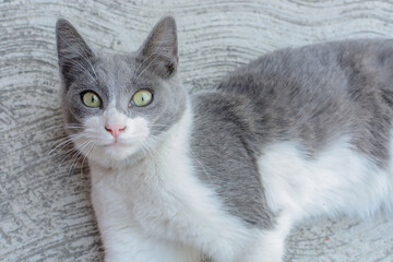 Portrait of cat with gray spots.