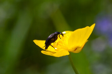 beetle on a flower