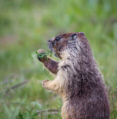 Marmots eating posing and looking cute