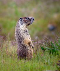 Marmots eating posing and looking cute