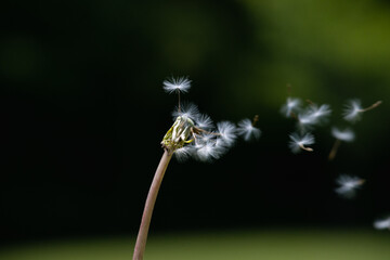 macro of a dandelion