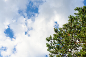 Blue sky with clouds and spruce at daytime, copy space. Natural background