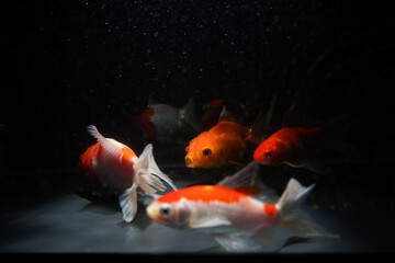goldfish in aquarium