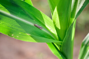Corn Fall Armyworm Spodoptera frugiperda moth (butterfly) on corn leaf. Corn caterpillar the most important of organic corn field.