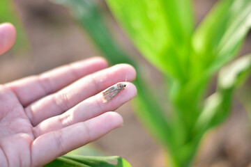 Corn Fall Armyworm Spodoptera frugiperda moth (butterfly) on corn leaf. Corn caterpillar the most important of organic corn field.